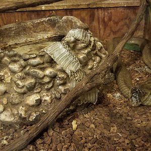 Pocono Snake&Animal Farm - Moonocled Cobra