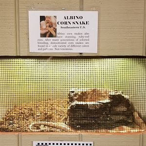 Pocono Snake&Animal Farm - albino Corn Snake