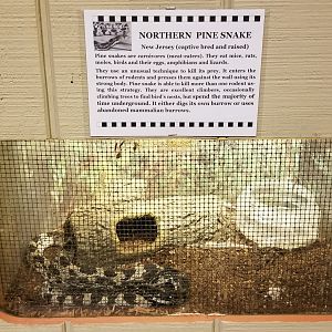 Pocono Snake&Animal Farm - Northern Pine Snake