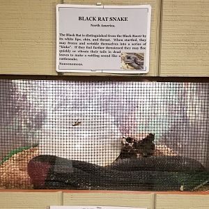 Pocono Snake&Animal Farm - Black Rat Snake