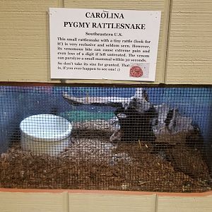 Pocono Snake&Animal Farm - Carolina Pygmy Rattlesnake