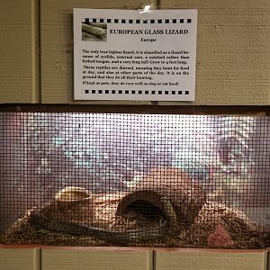 Pocono Snake&Animal Farm - European Glass Lizard