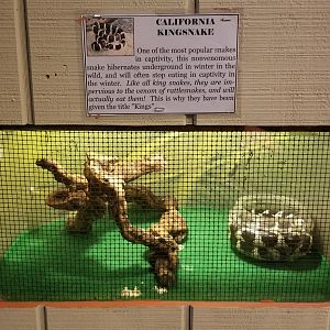 Pocono Snake&Animal Farm - California Kingsnake