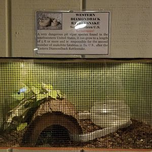 Pocono Snake&Animal Farm - Western Diamondback