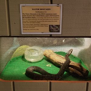 Pocono Snake&Animal Farm - Water Moccasin