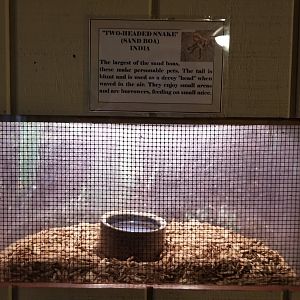 Pocono Snake&Animal Farm - Two-headed Sand Boa, empty