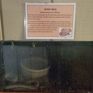 Pocono Snake&Animal Farm - Rosy Boa