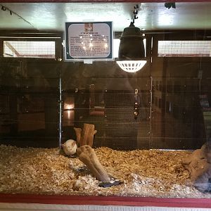 Pocono Snake&Animal Farm - Chinchillas