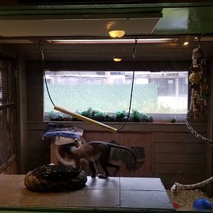 Pocono Snake&Animal Farm - 50+ year old Brown Capuchin