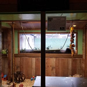 Pocono Snake&Animal Farm - 50+ year old white-headed Capuchin