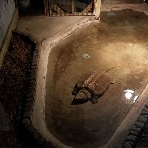 Pocono Snake&Animal Farm - Alligator Snapping Turtle