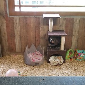 Pocono Snake&Animal Farm - Owl Monkey (Nancy Ma's)