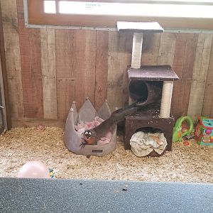 Pocono Snake&Animal Farm - Owl Monkey stretch (Nancy Ma's)