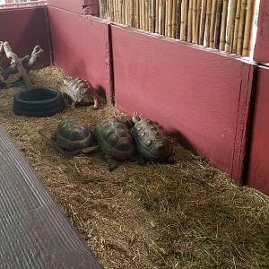 Pocono Snake&Animal Farm - Sulcata and red-footed tortoises