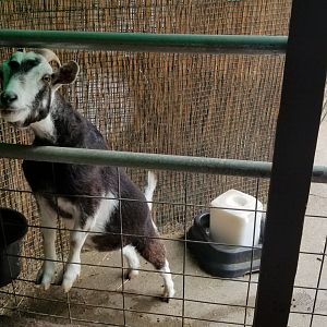 Pocono Snake&Animal Farm - goat