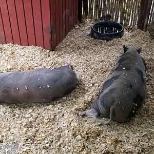Pocono Snake&Animal Farm - pigs
