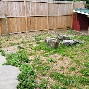 Pocono Snake&Animal Farm - goat yard