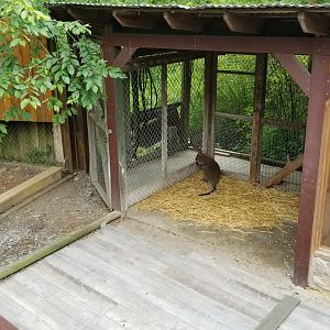 Pocono Snake&Animal Farm - Bennett's Wallaby