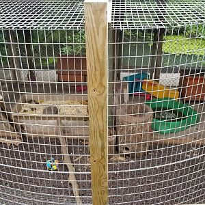 Pocono Snake&Animal Farm - Raccoon