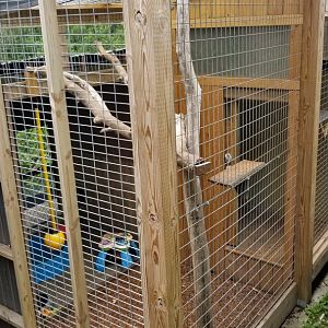 Pocono Snake&Animal Farm - Brown Capuchin