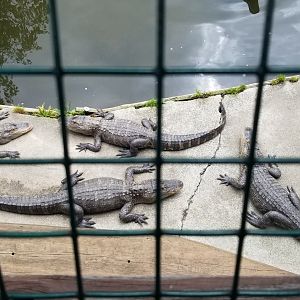 Pocono Snake&Animal Farm - Alligators