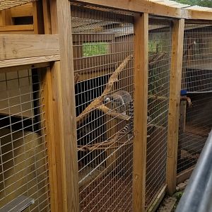 Pocono Snake&Animal Farm - Ring-tailed Lemurs