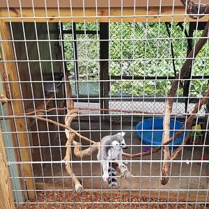 Pocono Snake&Animal Farm - Ring-tailed Lemurs