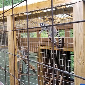 Pocono Snake&Animal Farm - Ringtail starting to stick head out