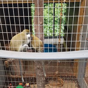 Pocono Snake&Animal Farm - Vervets