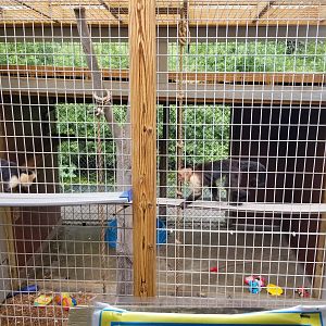 Pocono Snake&Animal Farm - White-headed Capuchins