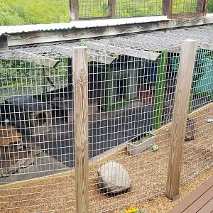 Pocono Snake&Animal Farm - Bobcat