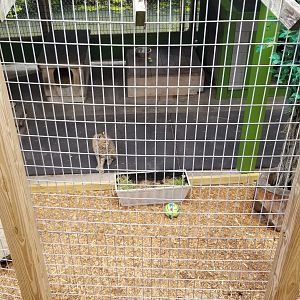 Pocono Snake&Animal Farm - Bobcat