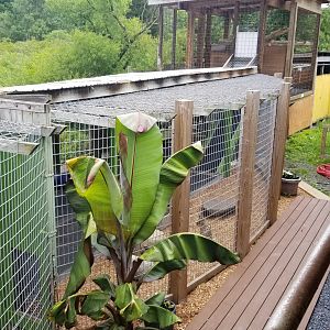 Pocono Snake&Animal Farm - Serval