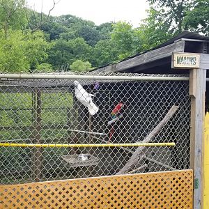 Pocono Snake&Animal Farm - Scarlet Macaw & Cockatoo