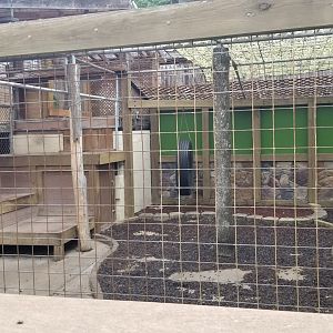 Pocono Snake&Animal Farm - Black bear, left side