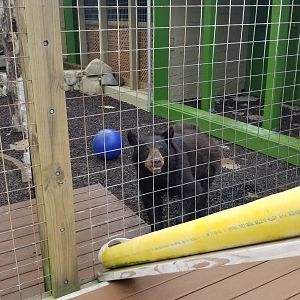 Pocono Snake&Animal Farm - Black bear by feeding tube
