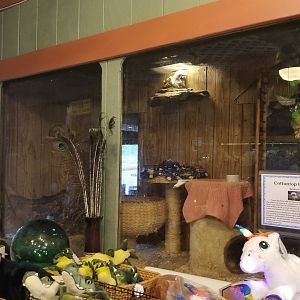 Pocono Snake&Animal Farm - Cottontop Tamarin in gift shop