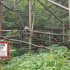 Claws N Paws - 1st exhibit, primates