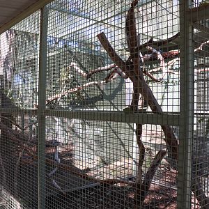 Gang-gang Cockatoo/Bush Stone Curlew Aviary