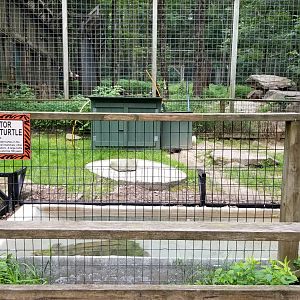 Claws N Paws - Alligator Snapping Turtle (lions behind)