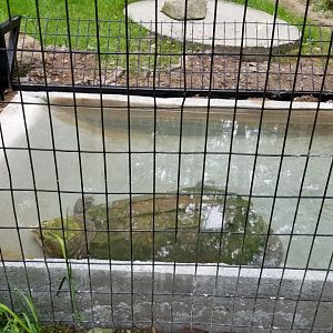 Claws N Paws - Alligator Snapping Turtle