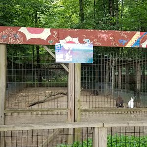 Claws N Paws - Bennett's Wallabies