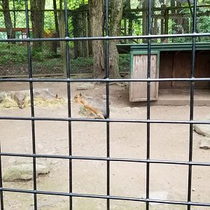 Claws N Paws - Patagonian Mara "Cavy"