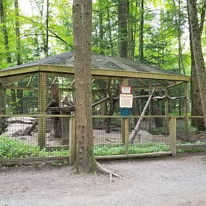 Claws N Paws - Grey Fox exhibit