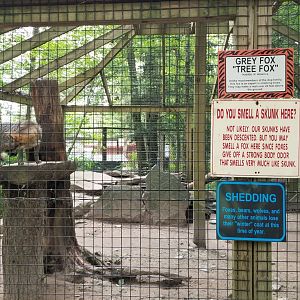 Claws N Paws - Grey fox