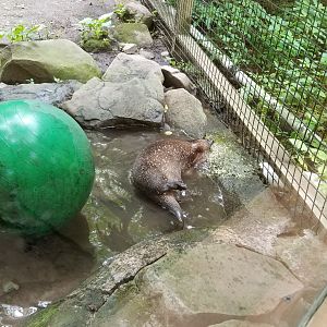 Claws N Paws - River otter with head in tube