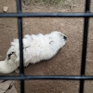 Claws N Paws - Arctic Fox