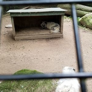 Claws N Paws - Arctic Foxes