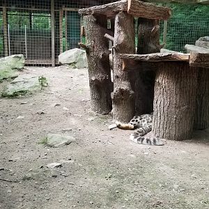 Claws N Paws - Snow Leopard exhibit #1