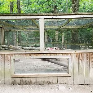 Claws N Paws - Young Jackal exhibit